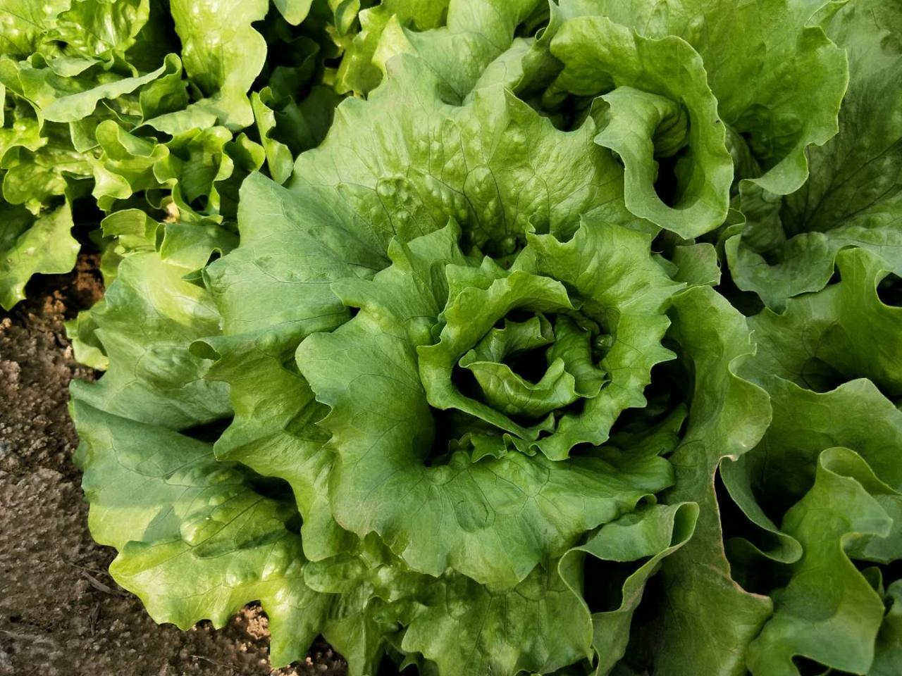 生菜种植方法全过程(3步种好生菜，叶片柔嫩，生长快)