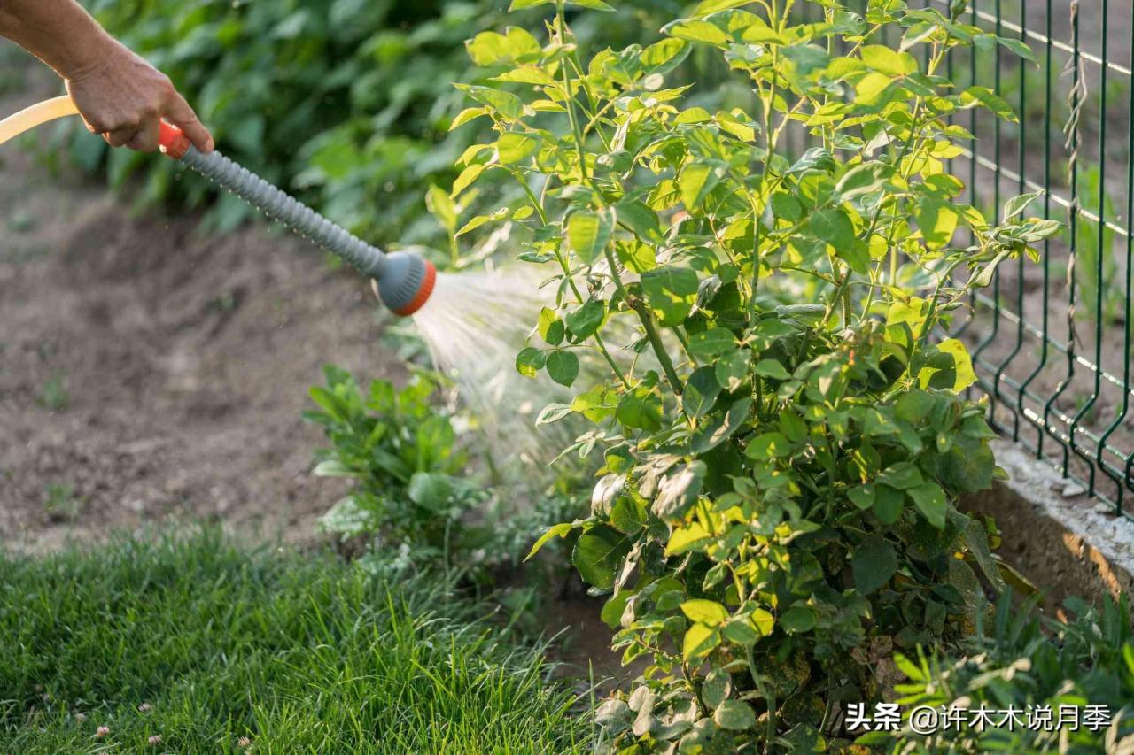 月季花的养殖方法和注意事项(手把手教你养好它)