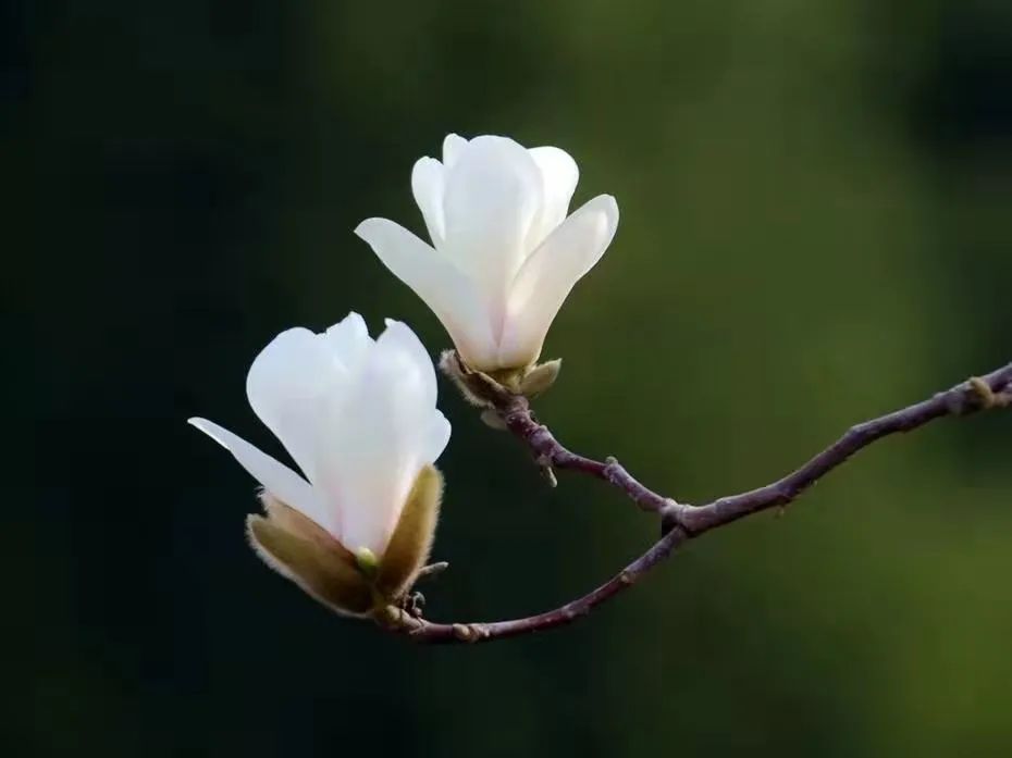 白玉兰的介绍和特点(雪为胚胎，香为脂髓)