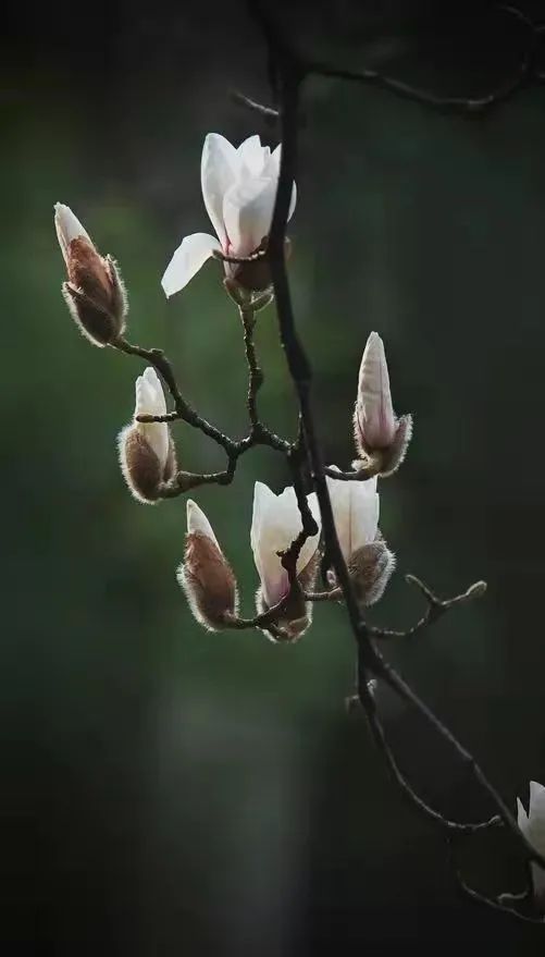 白玉兰的介绍和特点(雪为胚胎，香为脂髓)