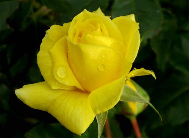 黄玫瑰的花语是什么意思(是幸运和已逝的爱，不要轻易送给恋人)