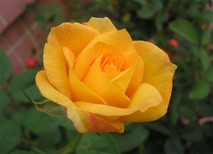 黄玫瑰的花语是什么意思(是幸运和已逝的爱，不要轻易送给恋人)