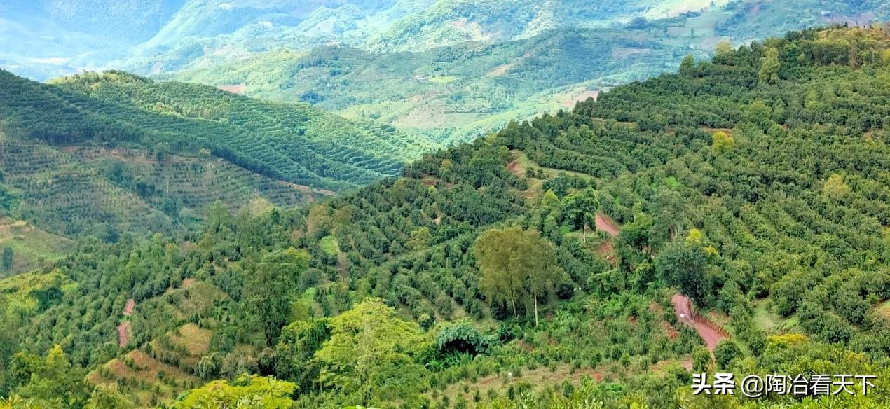 夏威夷果树苗适合什么地方种植(1亿果树加入天猫云上茶马古道)