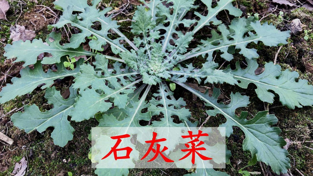 泥胡菜能吃吗(有3大厉害的妙用，你家或许有，认识吗？)-安远脐橙