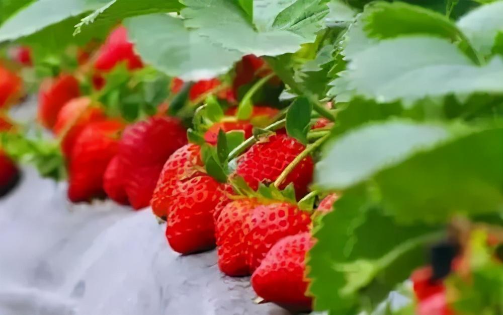 草莓什么时候种植最好(草莓种植前注意事项？)