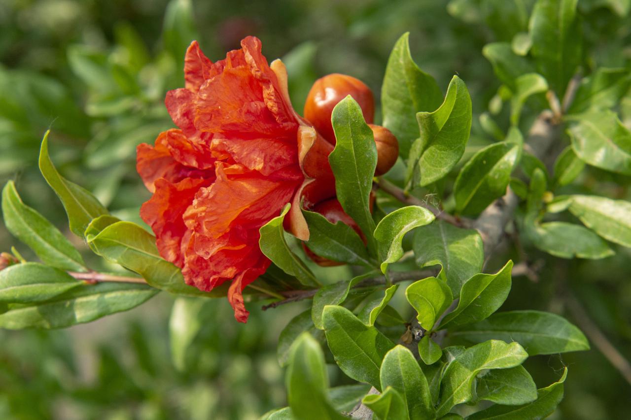 石榴花几月开花(榴花开欲染故乡入梦来)