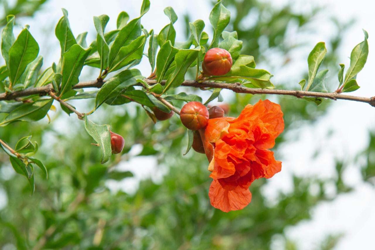 石榴花几月开花(榴花开欲染故乡入梦来)