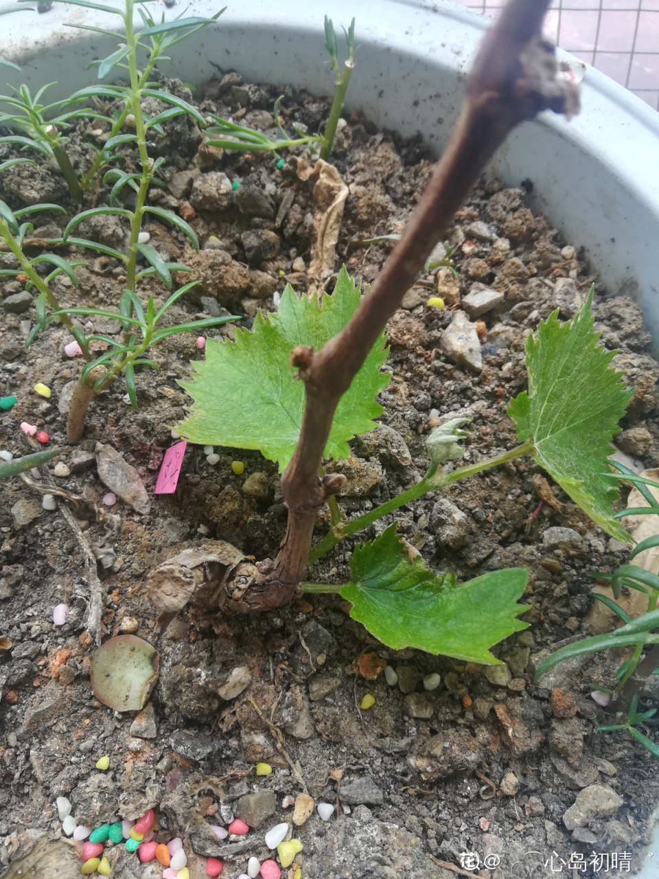 盆栽葡萄种植方法(5步养护，收获盆栽葡萄树)