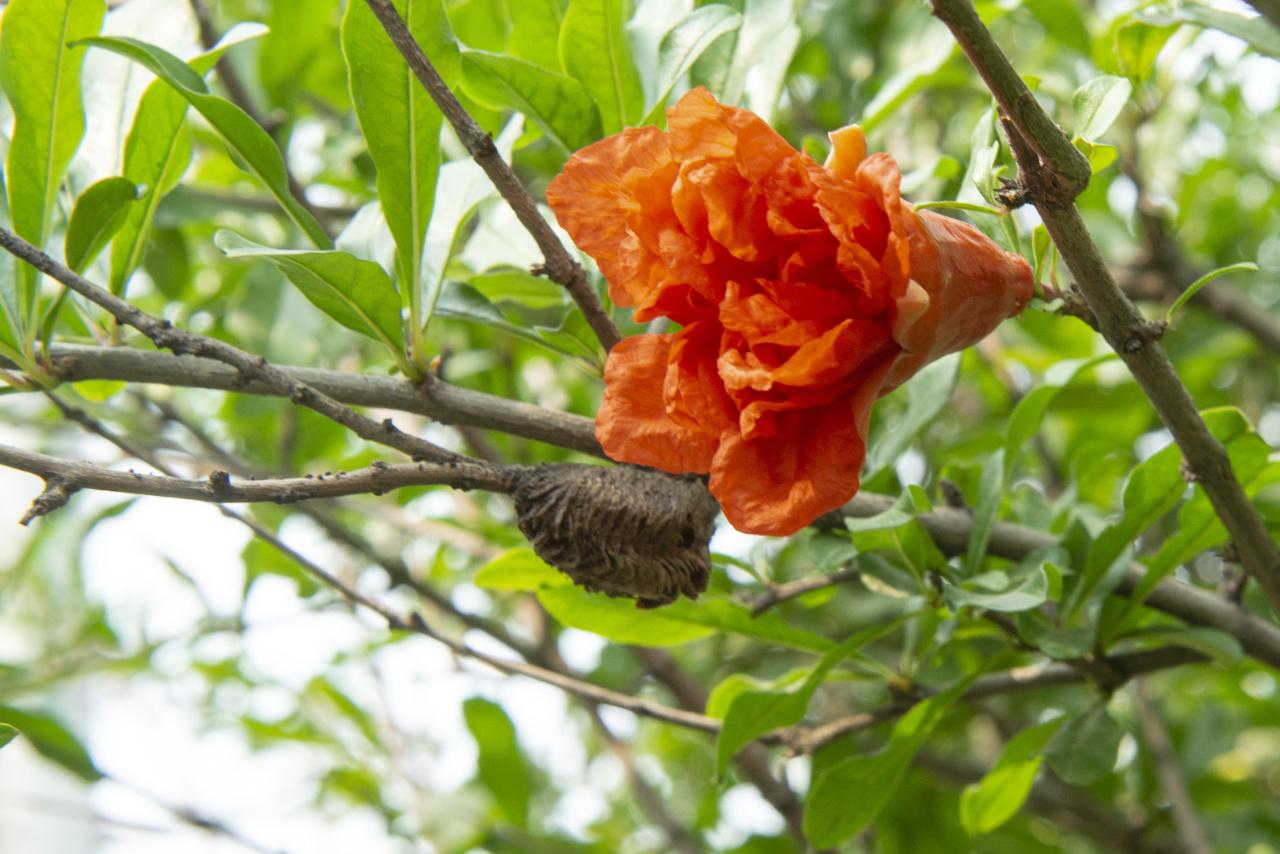 石榴花几月开花(榴花开欲染故乡入梦来)