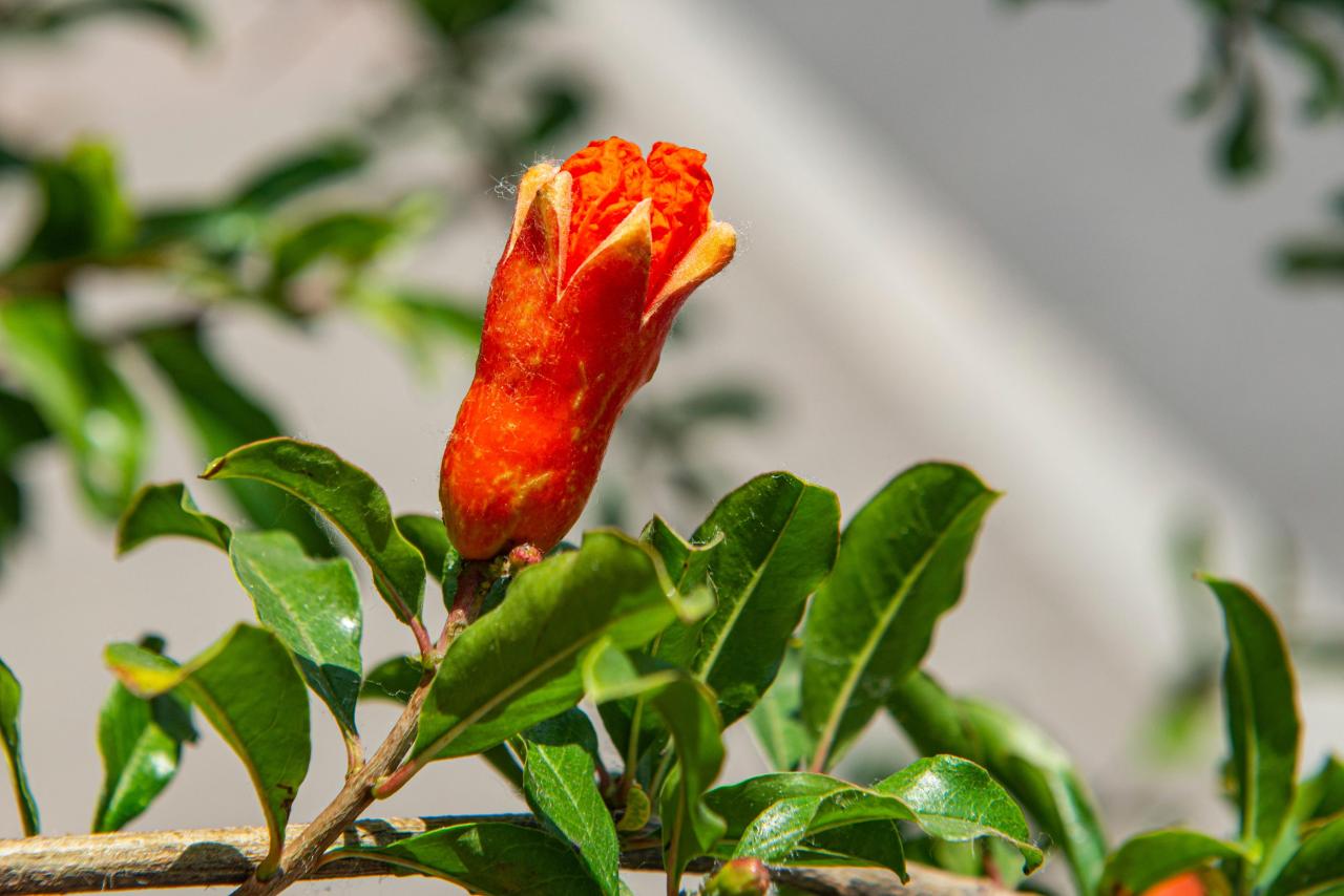 石榴花几月开花(榴花开欲染故乡入梦来)