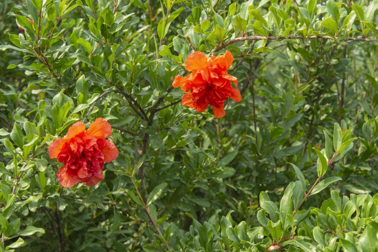 石榴花几月开花(榴花开欲染故乡入梦来)