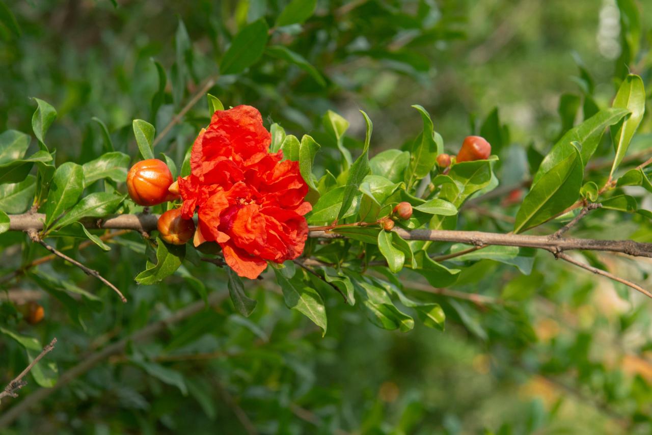 石榴花几月开花(榴花开欲染故乡入梦来)