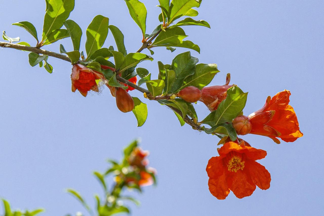 石榴花几月开花(榴花开欲染故乡入梦来)