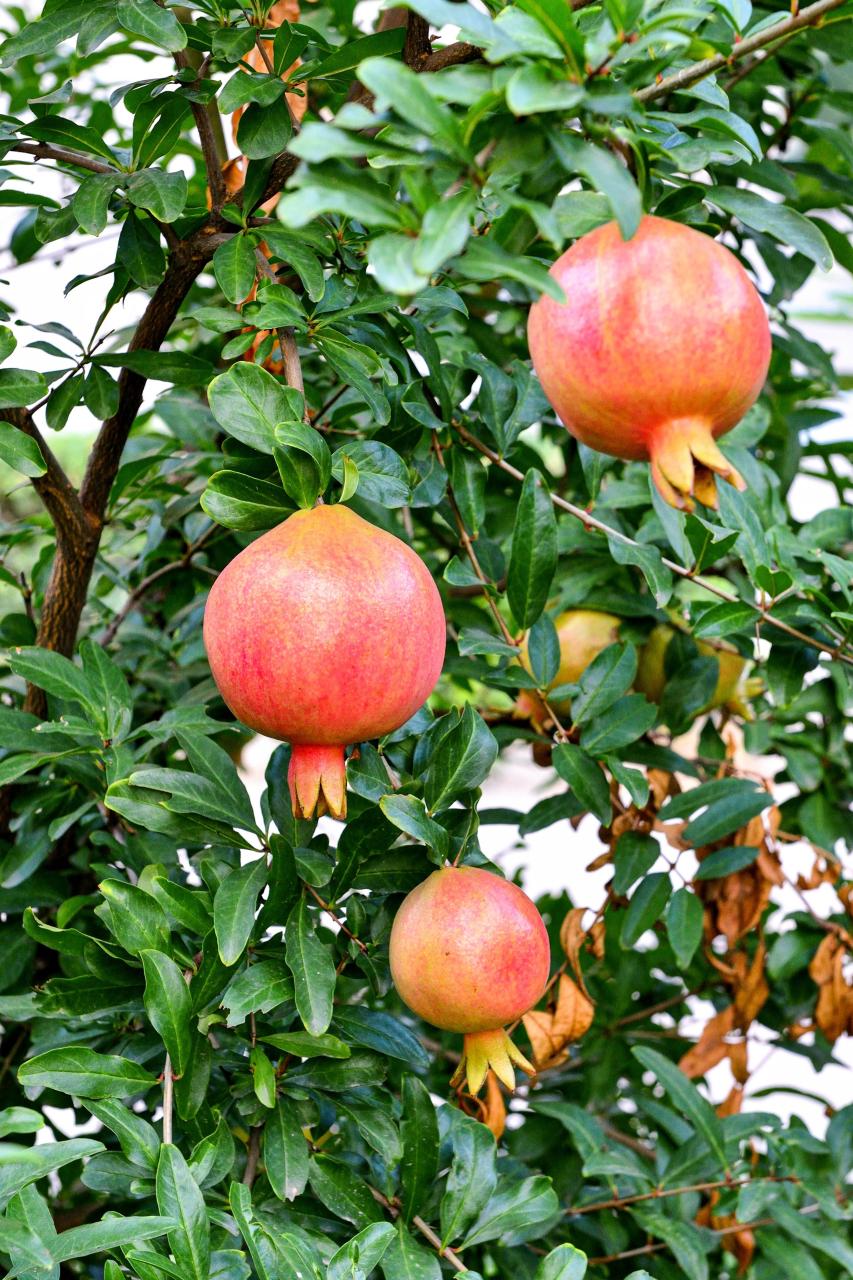 石榴花几月开花(榴花开欲染故乡入梦来)