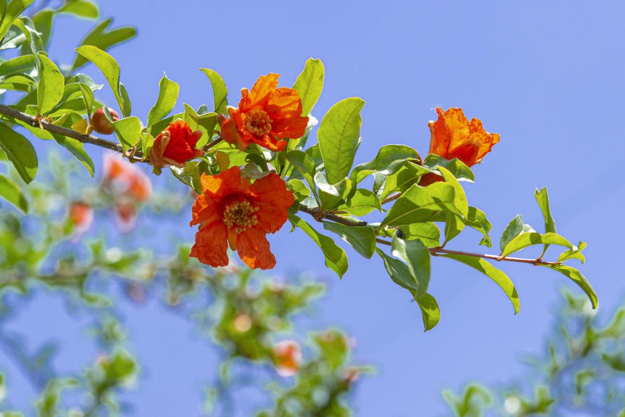 石榴花几月开花(榴花开欲染故乡入梦来)