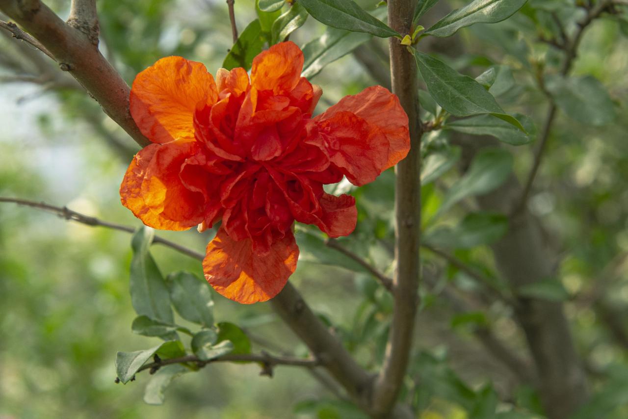 石榴花几月开花(榴花开欲染故乡入梦来)