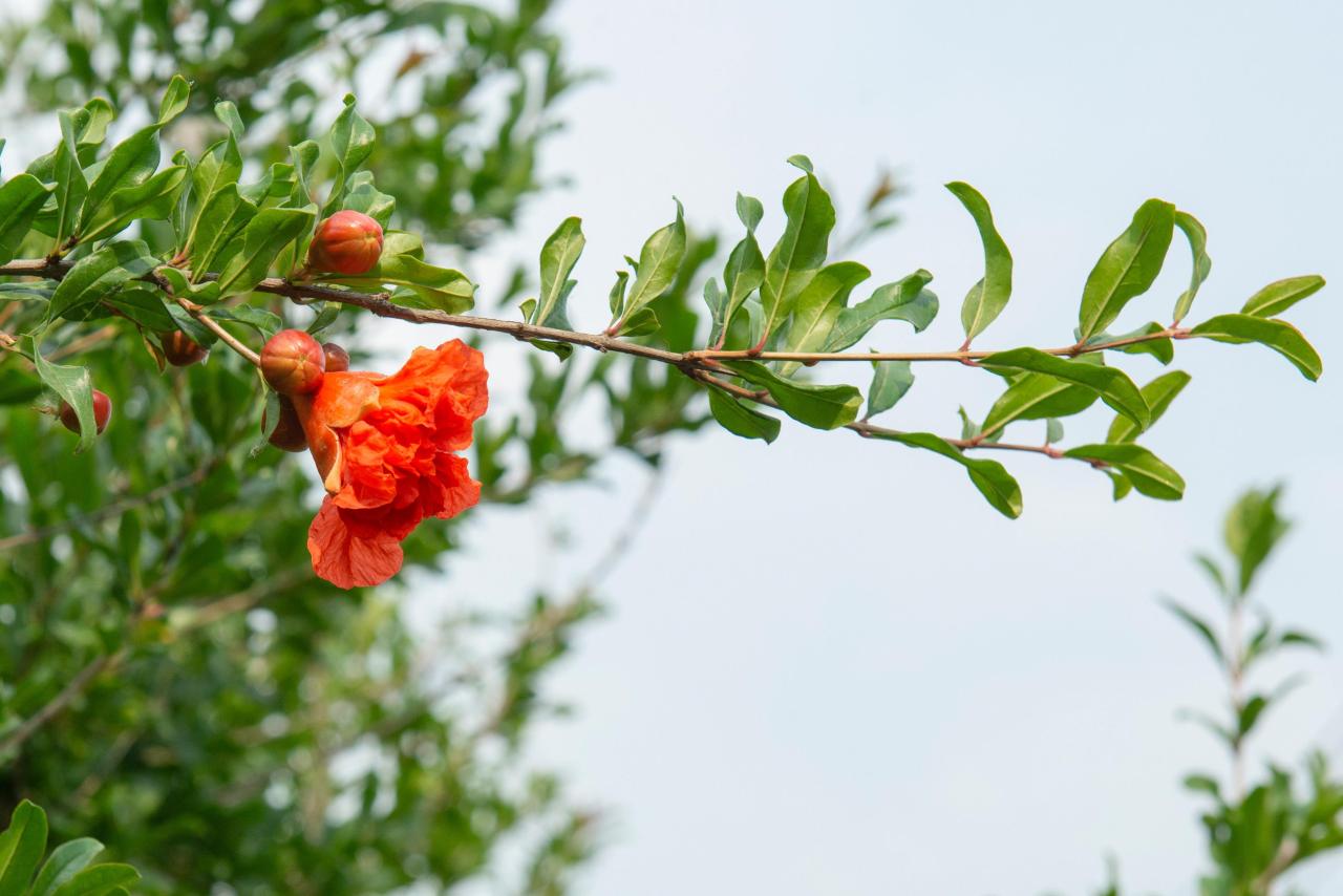 石榴花几月开花(榴花开欲染故乡入梦来)