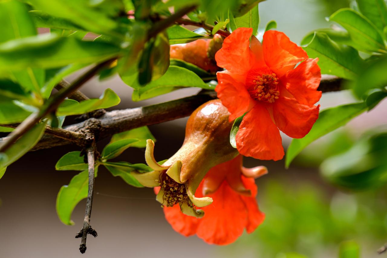 石榴花几月开花(榴花开欲染故乡入梦来)