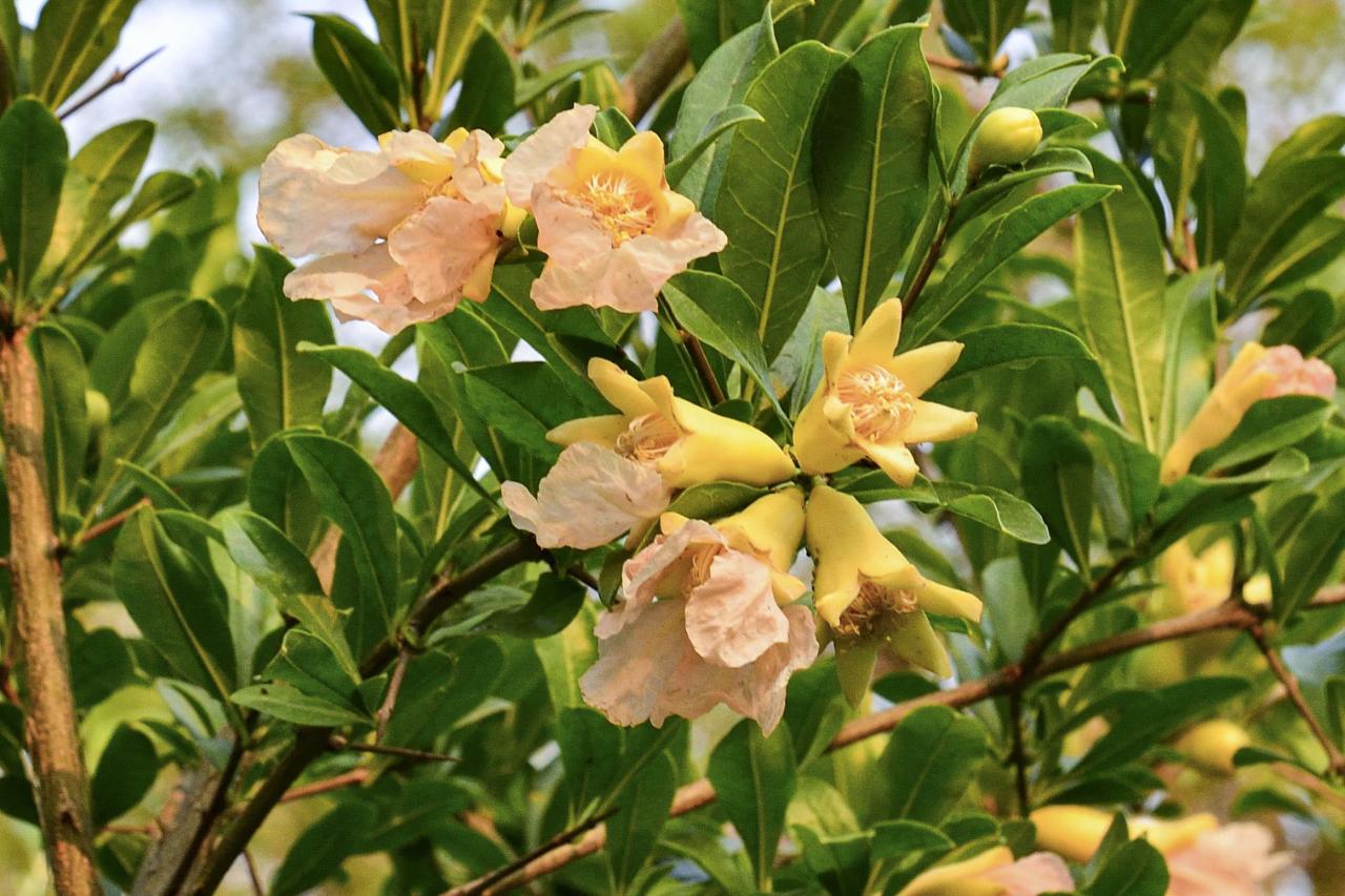 石榴花几月开花(榴花开欲染故乡入梦来)