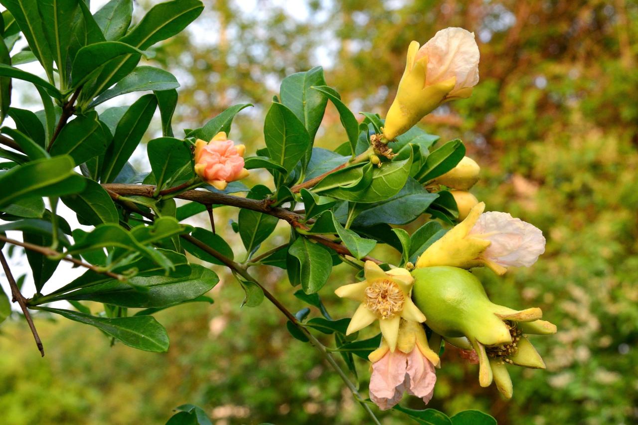 石榴花几月开花(榴花开欲染故乡入梦来)