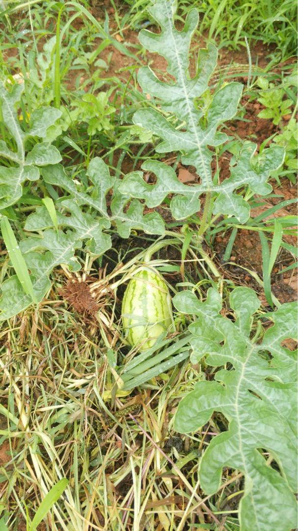西瓜种植方法和技术(夏天到了，不出门就能当“吃瓜群众”)