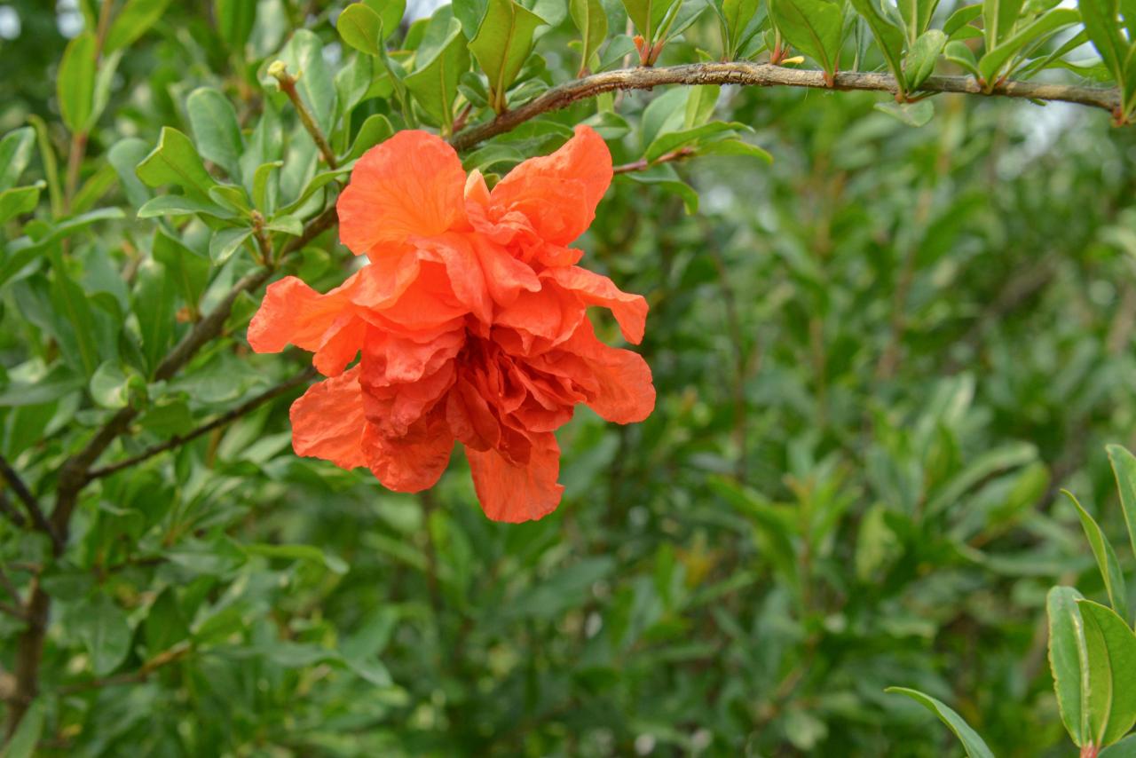 石榴花几月开花(榴花开欲染故乡入梦来)