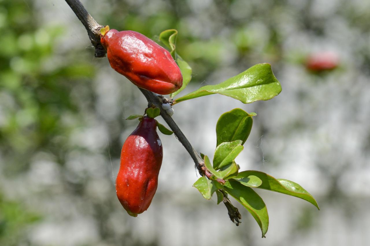 石榴花几月开花(榴花开欲染故乡入梦来)