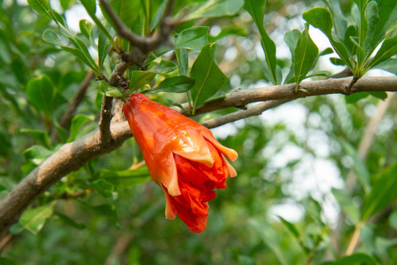 石榴花几月开花(榴花开欲染故乡入梦来)