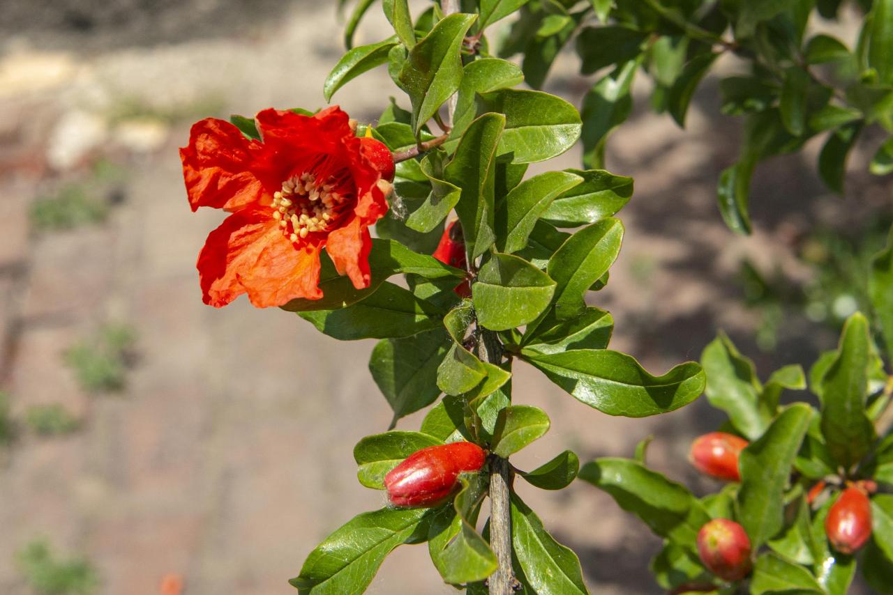 石榴花几月开花(榴花开欲染故乡入梦来)