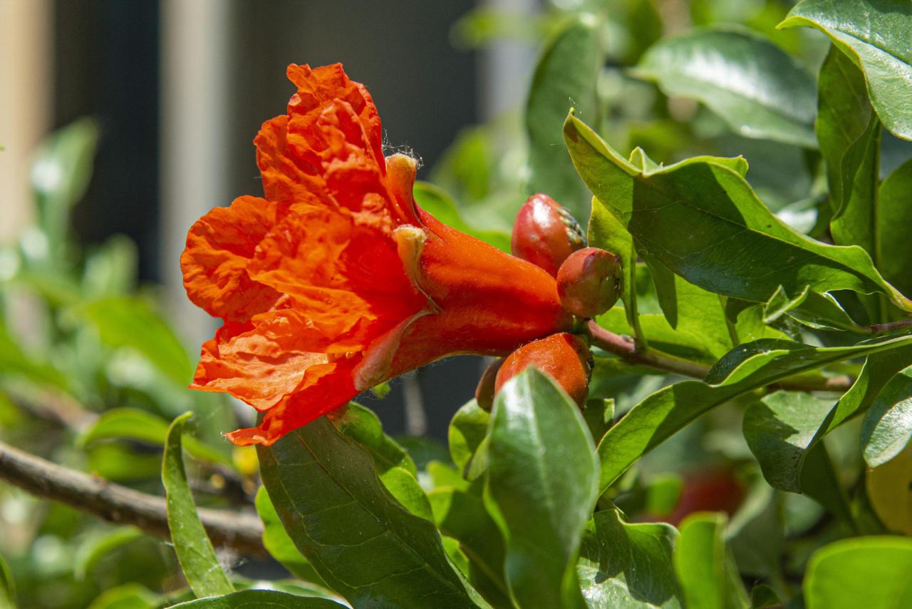 石榴花几月开花(榴花开欲染故乡入梦来)