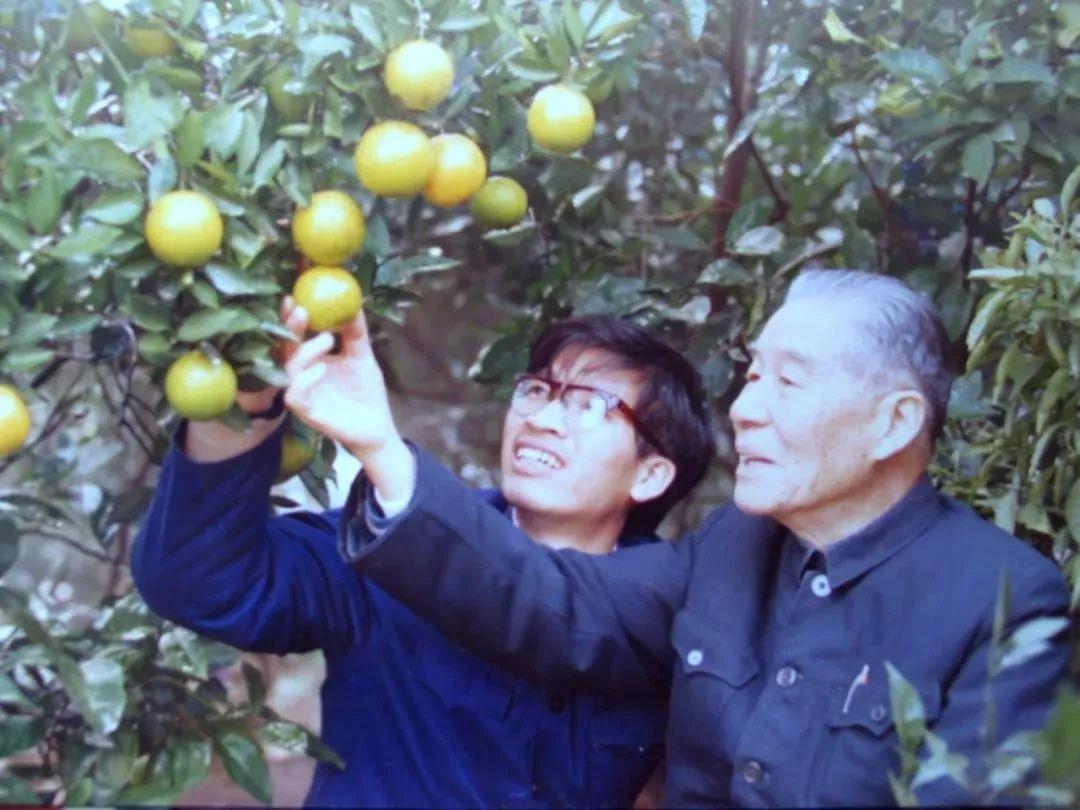 中国柑橘“魔法师” 带来超长待机新品种