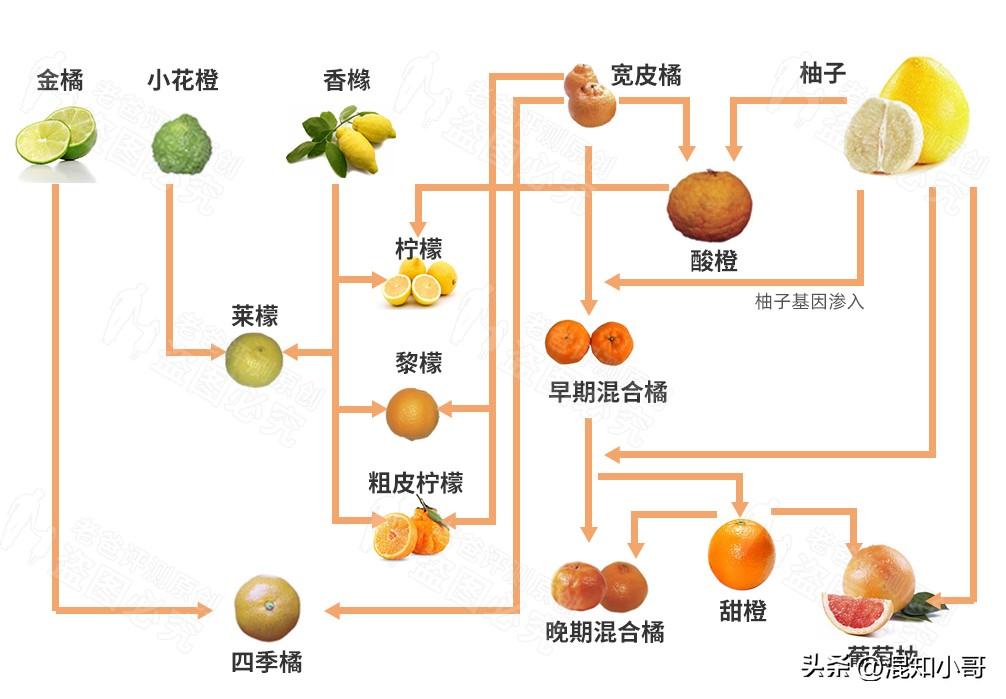 柑橘家族介绍：进化史和品种特点全解析！