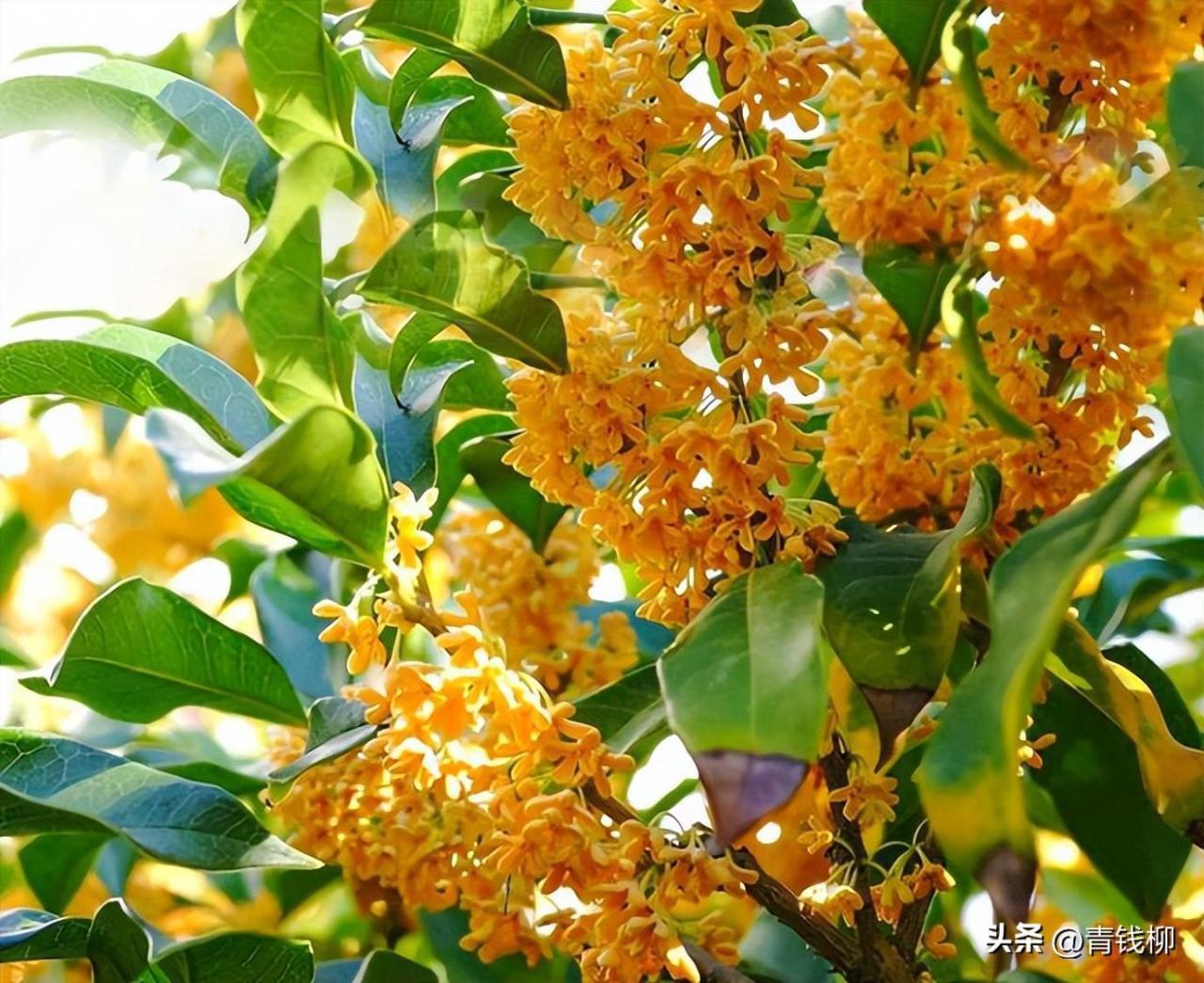 桂花详解 | 十大名花桂花的特点、栽培技巧及选购指南