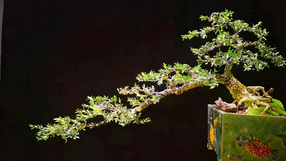 雀舌黄杨养护方法，通过喜光喜润、定期修剪和水肥恰当，打造蓊郁盆景
