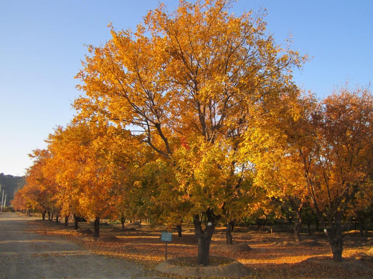 元宝枫：北方秋季最美记忆，树形优美、彩叶绚丽，正在迎来发展挑战