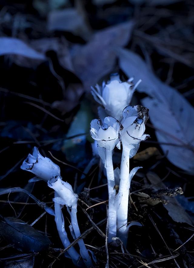 水晶兰的生态需求与药用价值及如何保护水晶兰