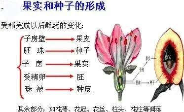 被子植物与裸子植物区别及特点，中国有3万多种被子植物，药用种类占比90%