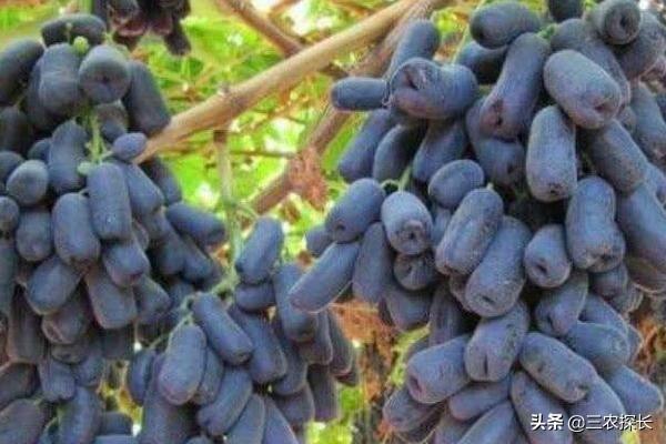 蓝宝石葡萄的优缺点及种植技巧，抗病力强、防烂果是优势