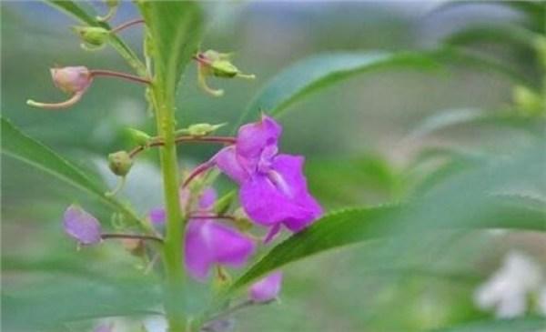 凤仙花的种子——治疗经闭、月经不调、产科急症的良药