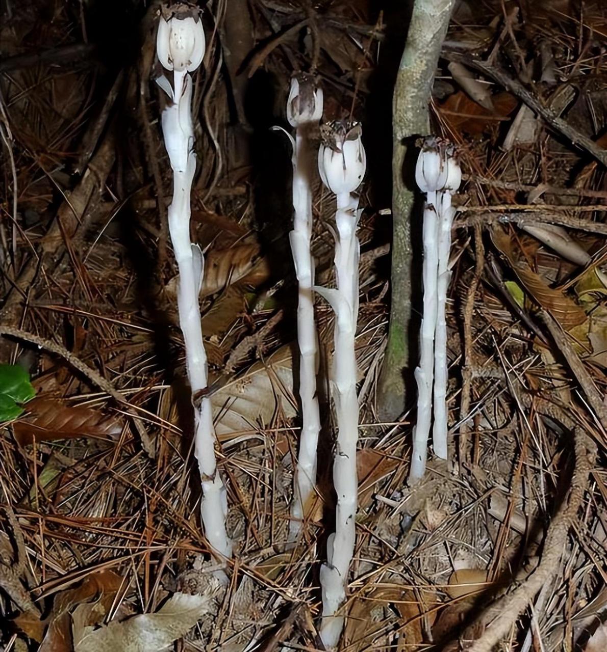 水晶兰的生态需求与药用价值及如何保护水晶兰