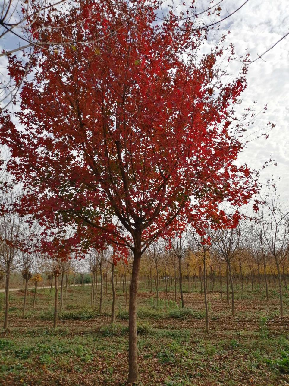 元宝枫：北方秋季最美记忆，树形优美、彩叶绚丽，正在迎来发展挑战