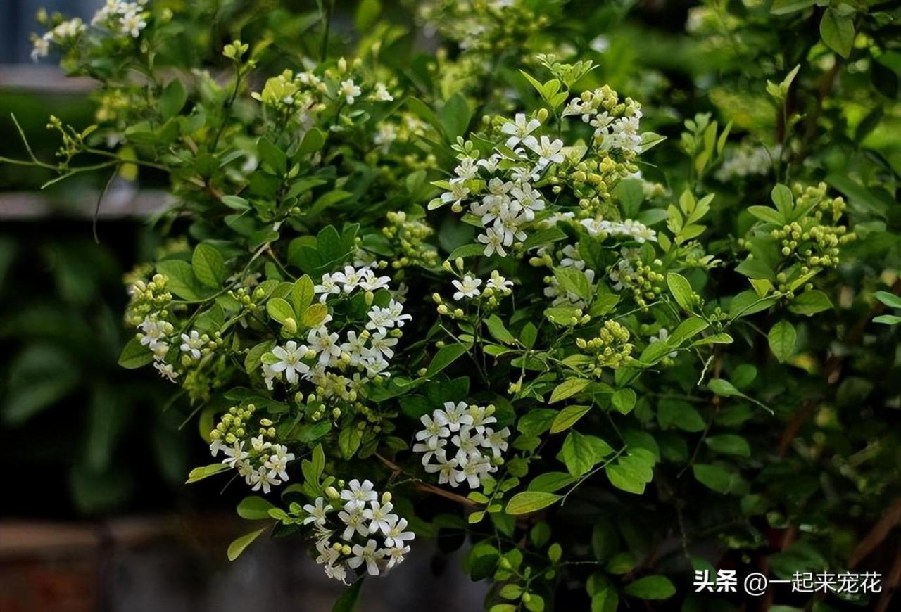 九里香养护小技巧，让花友欣赏到品种丰富的香气花卉