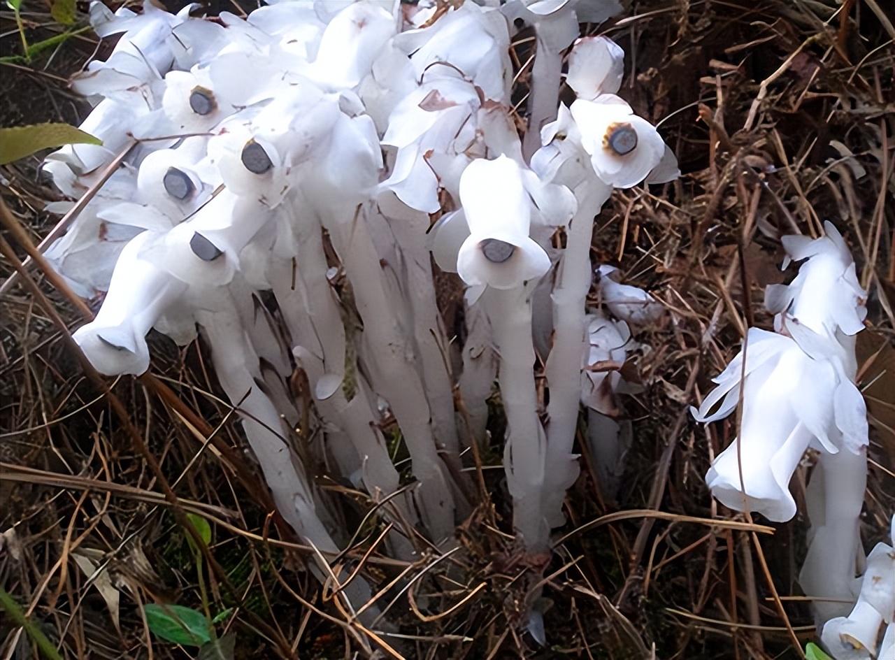 水晶兰的生态需求与药用价值及如何保护水晶兰