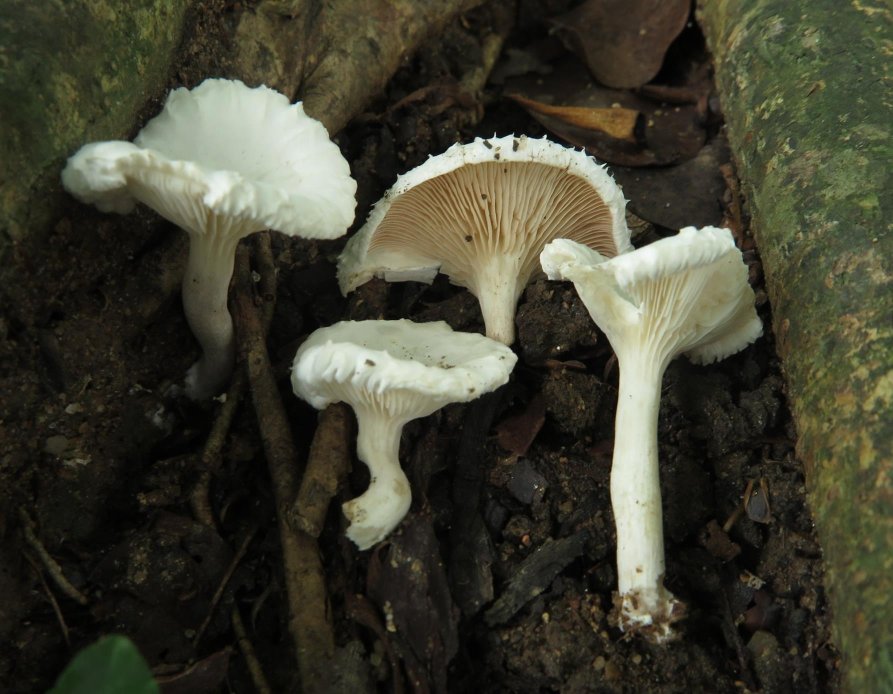 广州潮湿多雨 走进华南常见蘑菇世界，学习蘑菇识别，避免误食野生毒蘑菇