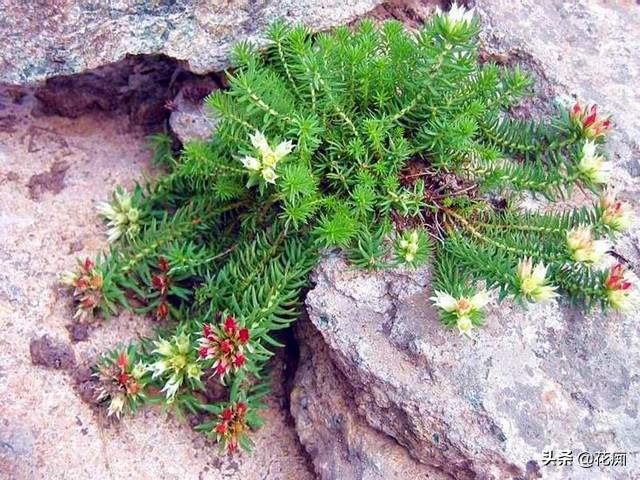 红景天种植技巧及养护方法，耐寒美丽观赏绿植