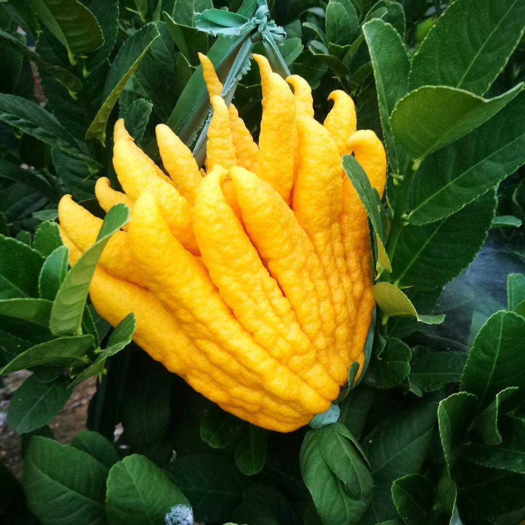 图片[9]-“15种奇葩水果大揭秘！外形怪异，颜值不凡，口感迷人！”-安远脐橙