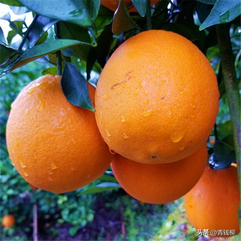 优化柑桔产业：解决病虫害防治问题，提升产量与品质-安远脐橙