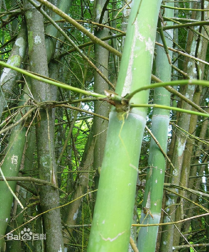 新款刺竹：花语严格丨种植技巧、围篱建设、竹材用途详解-安远脐橙