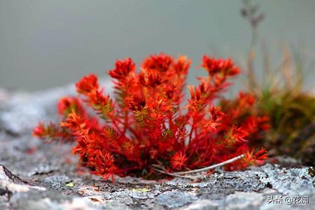 红景天种植技巧及养护方法，耐寒美丽观赏绿植