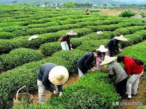 永川秀芽绿茶：历史、产地及加工工艺详解